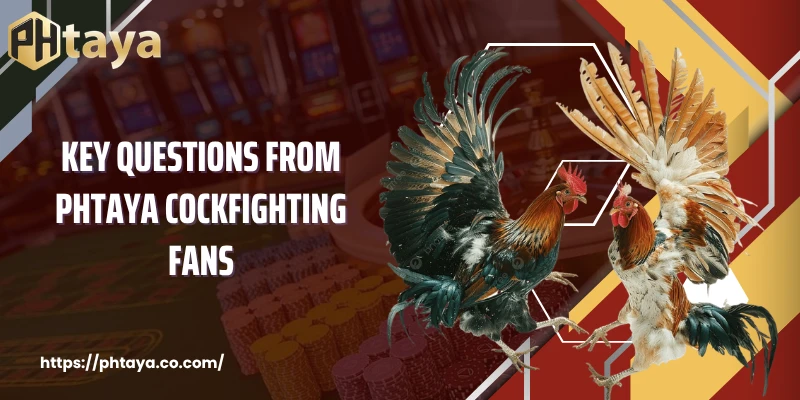 Key Questions From PHTAYA Cockfighting Fans