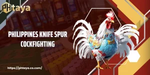 Why Philippines Knife Spur Cockfighting Attracts Viewers