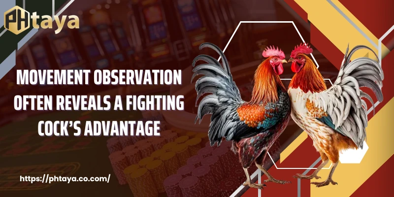 Movement observation often reveals a fighting cock’s advantage